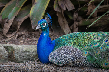 A male Indian Peafowl laying on the ground