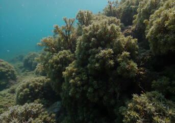 Naklejka premium Underwater Aquatic Plant Community on Rocky Substrate