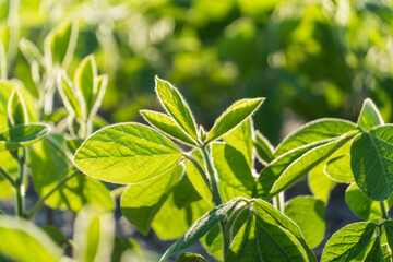 Healthy soybean plants flourish in a lush green field, basking in sunlight. The vibrant leaves...