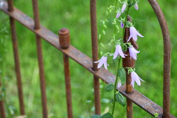 Rusty iron fence with purple flowers attached.
