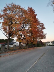 autumn in the park