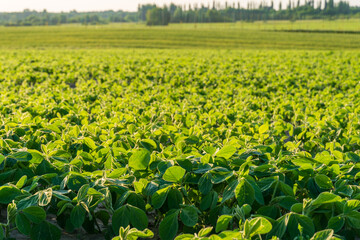 This lush soy field showcases healthy plants stretching toward the sun on a rural farm during a...