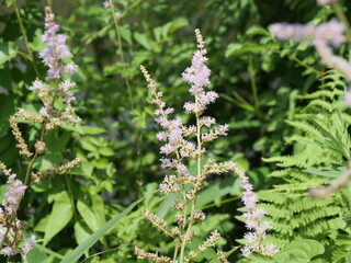 チダケサシの花が咲いている