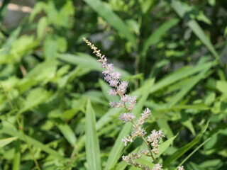 チダケサシの花が咲いている