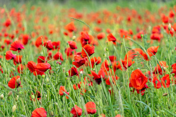 Vibrant red poppy flowers cover the field, gently swaying in the breeze. The lush green grass...
