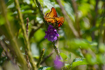Mariposa, Costa Rica.