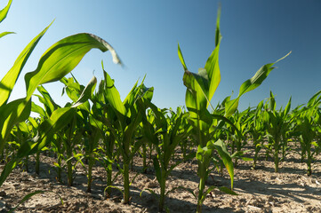 Corn plants flourish in a sunlit farm field, showcasing their vibrant green leaves as they grow....
