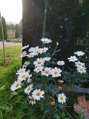 white daisies in a garden