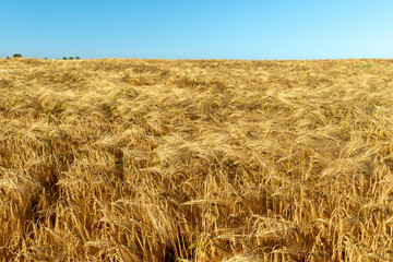 Expansive golden wheat field stretches under a bright blue sky. The golden grains sway gently in...