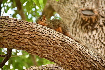 Squirrel laying on branch.