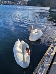 swans on the lake