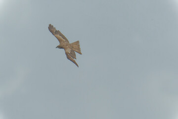 Bird of Prey Gliding in the Sky
