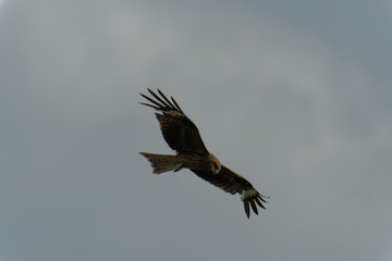 Black kite is flying