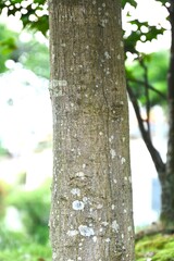 Lithocarpus edulis flowers and acorns. Fagaceae evergreen tree. Flowers (monoecious) bloom in summer and the acorns ripen in the following autumn and are edible.