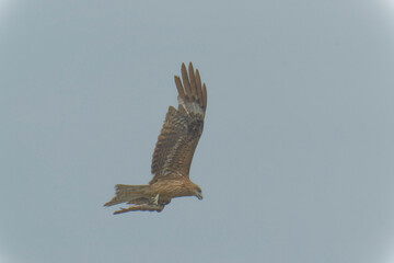 Bird of Prey Gliding in the Sky