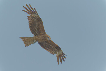 Black kite is flying