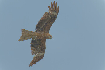 Bird of Prey Gliding in the Sky