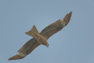 Bird of Prey Gliding in the Sky