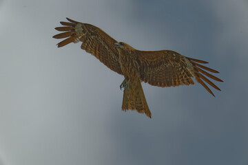 Black kite is flying