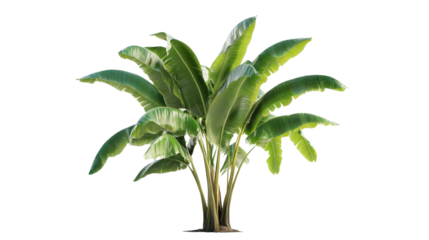 Banana tree with large green leaves, Transparent background, PNG file