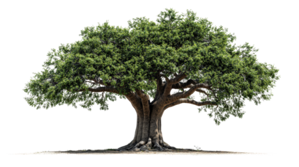 Baobab tree with thick trunk, Transparent background, PNG file