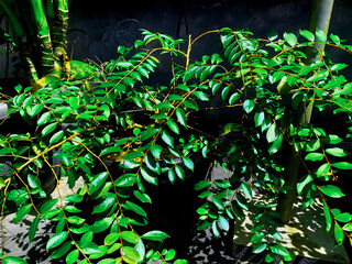 Close Up of Curry Leaf Plant with Glossy Green Leaves in a Garden Pot