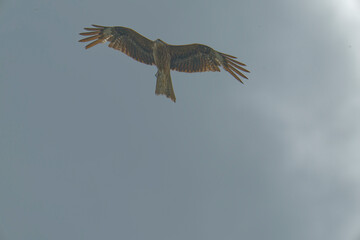 Bird of Prey Gliding in the Sky