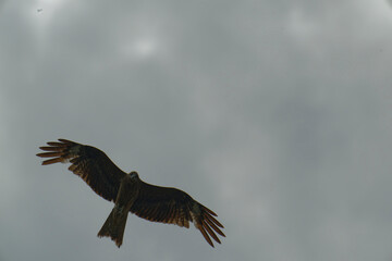 Bird of Prey Gliding in the Sky