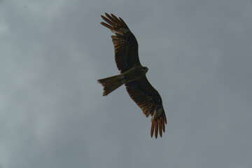 Bird of Prey Gliding in the Sky