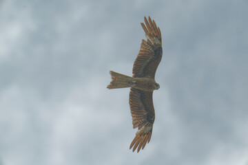 Bird of Prey Gliding in the Sky