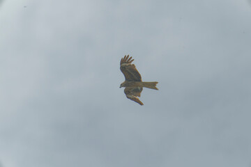 Bird of Prey Gliding in the Sky