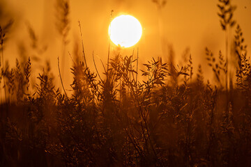 sunset in the field