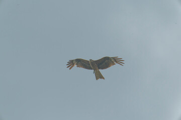 Black kite is flying