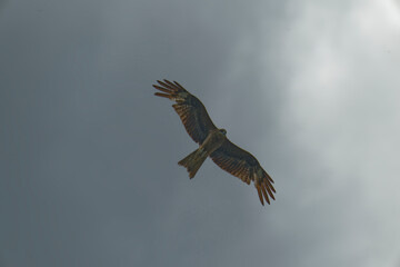 Black kite is flying