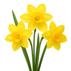 Obraz premium Three Vibrant Yellow Daffodils Isolated on a Transparent Background for Spring Celebration