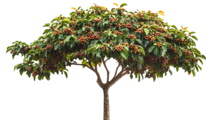 Coffee tree with beans, Transparent background, PNG file