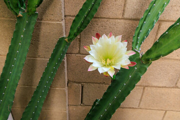 Desert Cereus cactus with opened white flower in the early morning, Phoenix, Arizona
