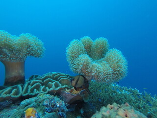 Alcyonacea are an order of sessile colonial cnidarians that are found throughout the oceans of the world, especially in the deep sea, polar waters, tropics and subtropics. 