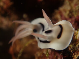 Nudibranchs are a widespread and successful group of marine Gastropod molluscs. The name means...
