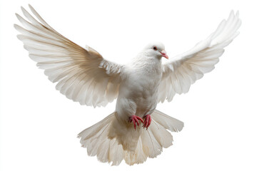 Majestic white dove in mid-flight against a clean background, symbolizing peace and freedom