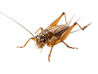 Cricket insect isolated on a transparent background