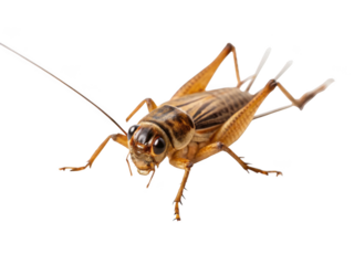 Cricket insect isolated on a transparent background