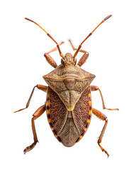 Dock bug, Coreus marginatus, in front on a transparent background