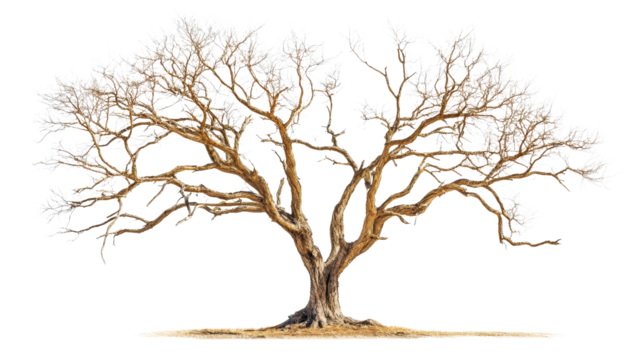 Dead tree with no leaves, Transparent background, PNG file