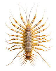 house centipede, Scutigera coleoptrata, isolated on a transparent background