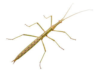 Insect sticks Spanish isolated on a transparent background
