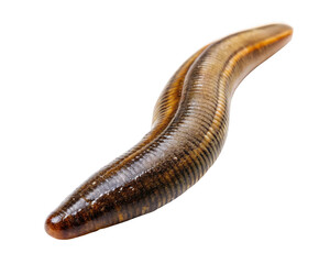 leech isolated on a transparent background