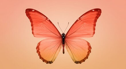 Obraz premium Gradient Butterfly Wings with Amber to Coral Ombre on a Soft Peach Backdrop
