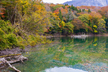 日本の風景・秋　世界遺産・白神山地　紅葉の十二湖　日暮の池