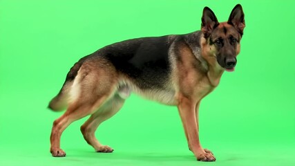 German Shepherd Dog Walking with Confident Tail Posture Isolated on Green Screen Perfect for Pet Product Marketing and Veterinary Information - Powered by Adobe